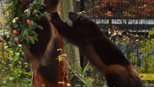 Noël 2017 au Zoo de Paris