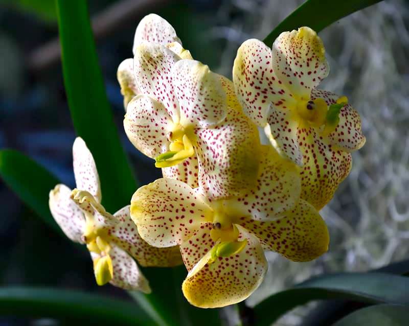 Exposition Mille et une Orchidées au Jardin des Plantes du 14 février au 11 mars 2019