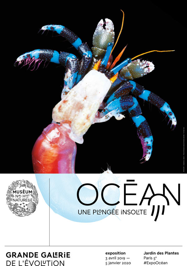 Exposition Océan, une plongée insolite au Muséum national d'histoire naturelle jusqu'au 5 janvier 2020