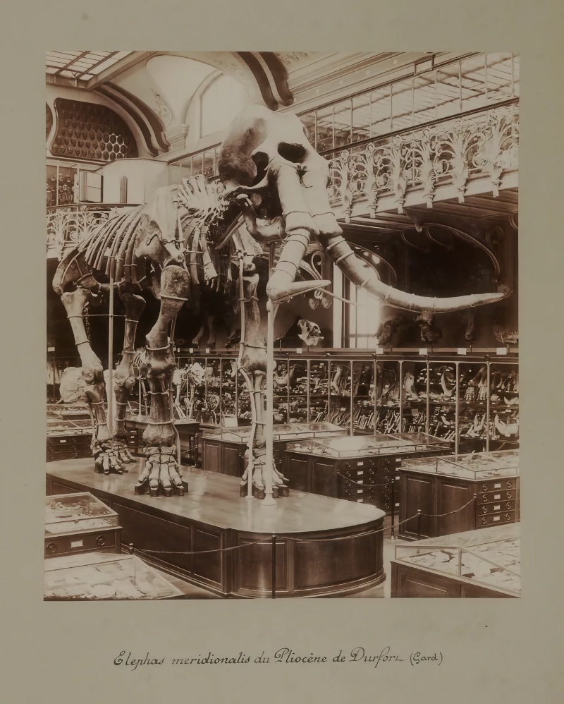 Le mammouth de Durfort restauré et de retour au Muséum