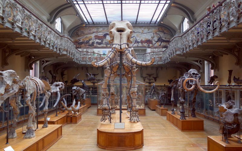 Le mammouth de Durfort restauré et de retour au Muséum