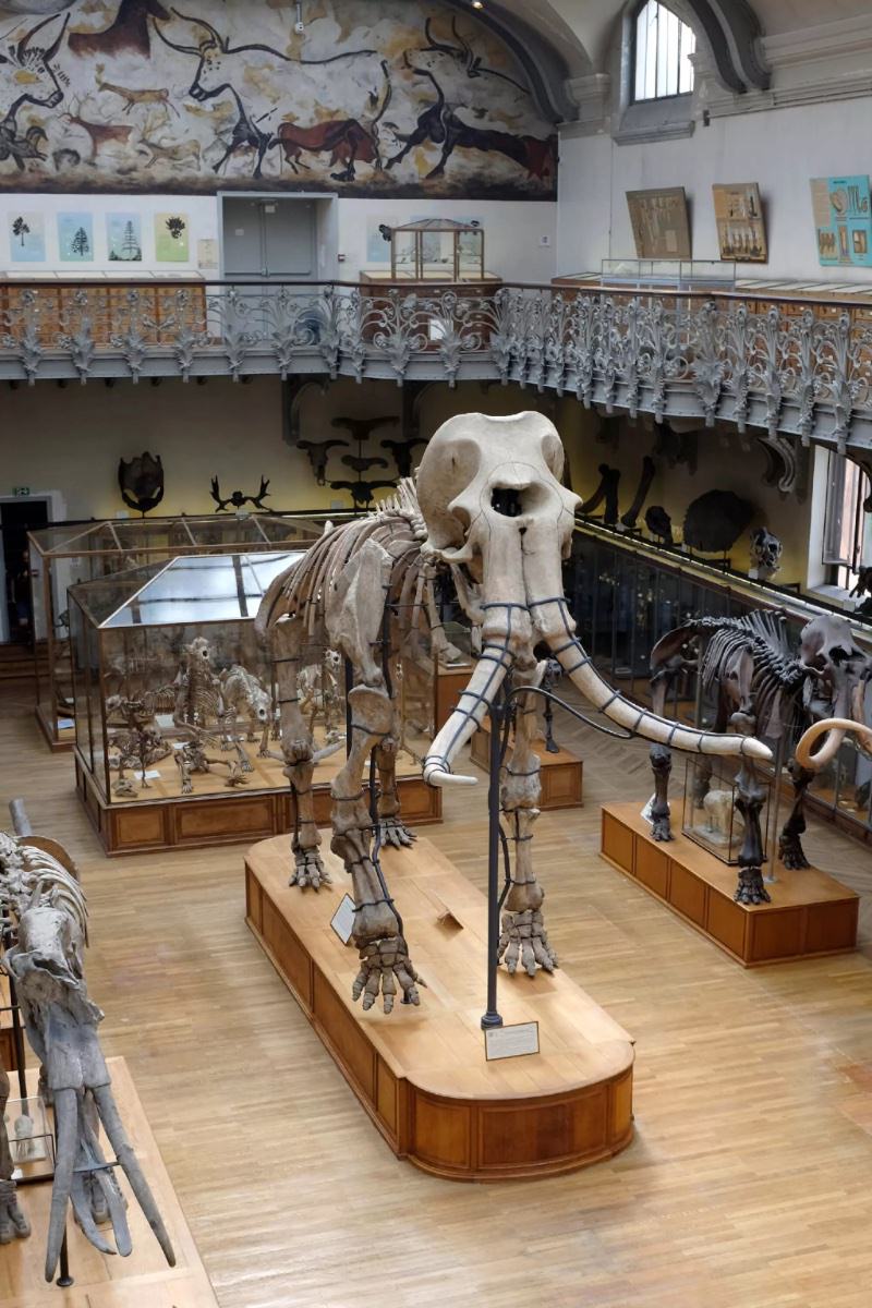 Le mammouth de Durfort restauré et de retour au Muséum